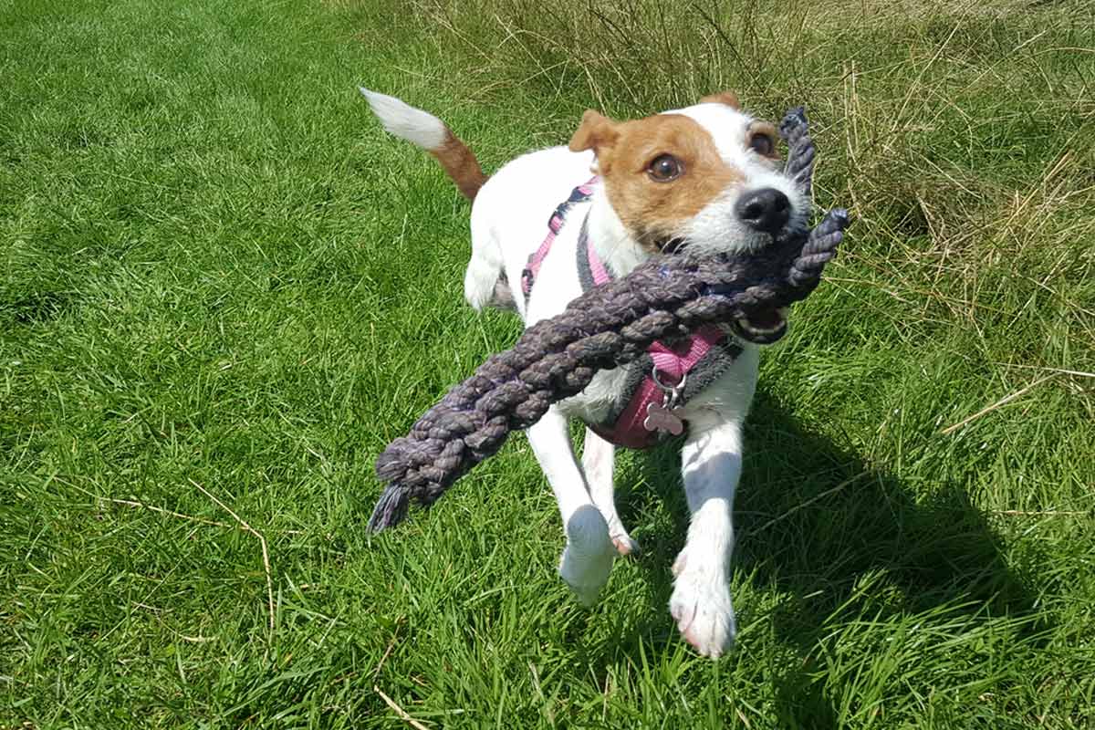 Macy jack russell terrier
